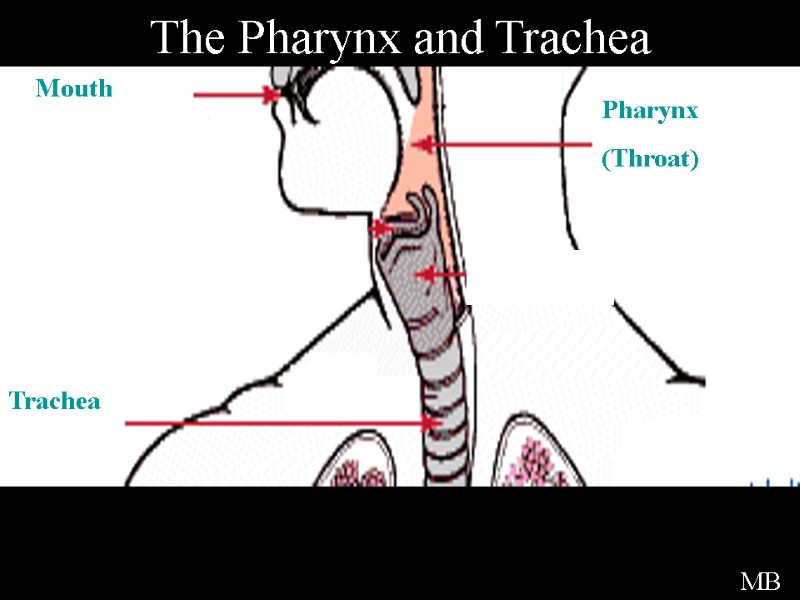 The Pharynx and Trachea MB